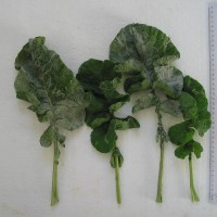 Click for 4 image(s) for this accession. Image