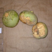 Click for 3 image(s) for this accession. Image