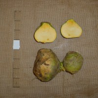 Click for 5 image(s) for this accession. Image