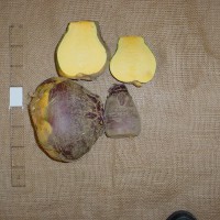 Click for 5 image(s) for this accession. Image