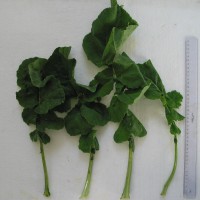 Click for 3 image(s) for this accession. Image