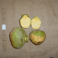 Click for 4 image(s) for this accession. Image