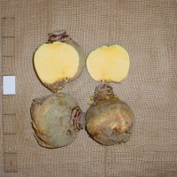 Click for 5 image(s) for this accession. Image