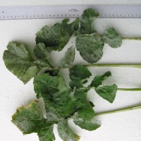 Click for 4 image(s) for this accession. Image