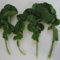 Click for 4 image(s) for this accession. Image