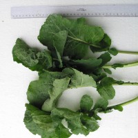 Click for 4 image(s) for this accession. Image