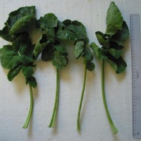 Click for 4 image(s) for this accession. Image