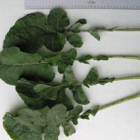 Click for 4 image(s) for this accession. Image