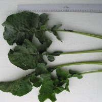 Click for 5 image(s) for this accession. Image