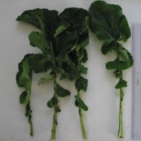 Click for 5 image(s) for this accession. Image