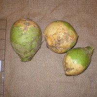 Click for 4 image(s) for this accession. Image