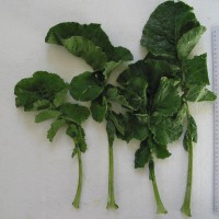 Click for 5 image(s) for this accession. Image