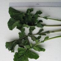 Click for 5 image(s) for this accession. Image