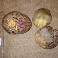 Click for 5 image(s) for this accession. Image