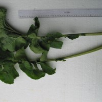 Click for 5 image(s) for this accession. Image