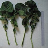 Click for 5 image(s) for this accession. Image