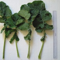 Click for 5 image(s) for this accession. Image