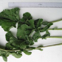 Click for 4 image(s) for this accession. Image