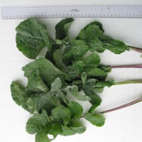 Click for 4 image(s) for this accession. Image