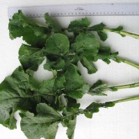 Click for 4 image(s) for this accession. Image