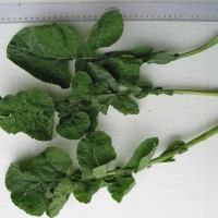 Click for 5 image(s) for this accession. Image