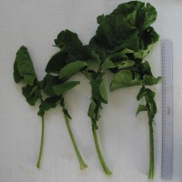 Click for 4 image(s) for this accession. Image