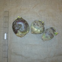 Click for 6 image(s) for this accession. Image