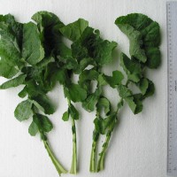 Click for 4 image(s) for this accession. Image