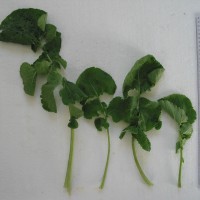 Click for 8 image(s) for this accession. Image