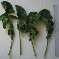 Click for 4 image(s) for this accession. Image