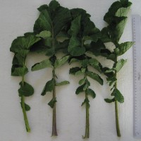 Click for 4 image(s) for this accession. Image