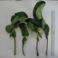 Click for 4 image(s) for this accession. Image