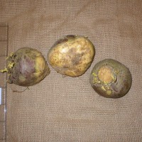 Click for 3 image(s) for this accession. Image