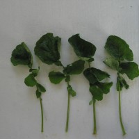 Click for 8 image(s) for this accession. Image