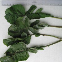 Click for 6 image(s) for this accession. Image