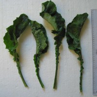 Click for 5 image(s) for this accession. Image