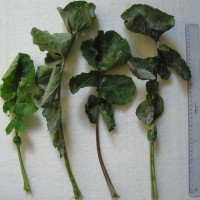 Click for 4 image(s) for this accession. Image