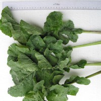 Click for 8 image(s) for this accession. Image