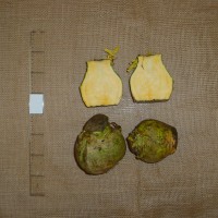 Click for 16 image(s) for this accession. Image