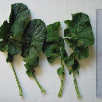 Click for 4 image(s) for this accession. Image