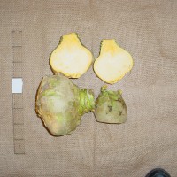 Click for 4 image(s) for this accession. Image