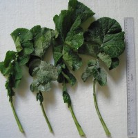 Click for 4 image(s) for this accession. Image