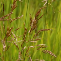Click for 2 image(s) for this accession. Image