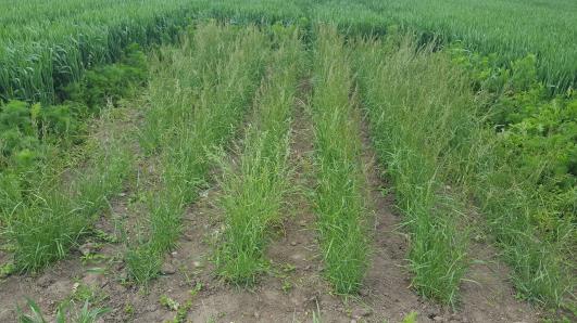 Click for 6 image(s) for this accession.