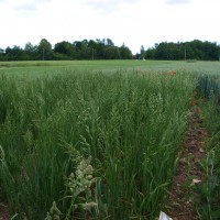 Click for 3 image(s) for this accession. Image