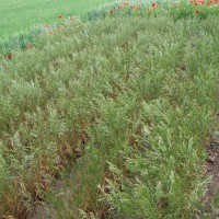 Click for 5 image(s) for this accession. Image