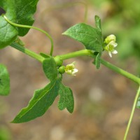 Click for 5 image(s) for this accession. Image