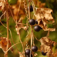 Click for 2 image(s) for this accession. Image