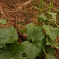 Click for 1 image(s) for this accession. Image