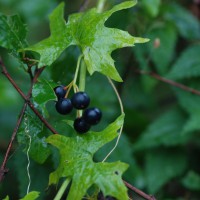 Click for 1 image(s) for this accession. Image